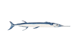 Agujon Needlefish